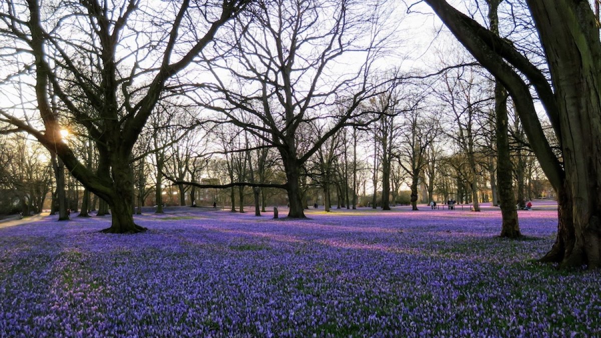 Frühlingserwachen in Nordfriesland: Die Krokusblüte im Schlosspark Husum