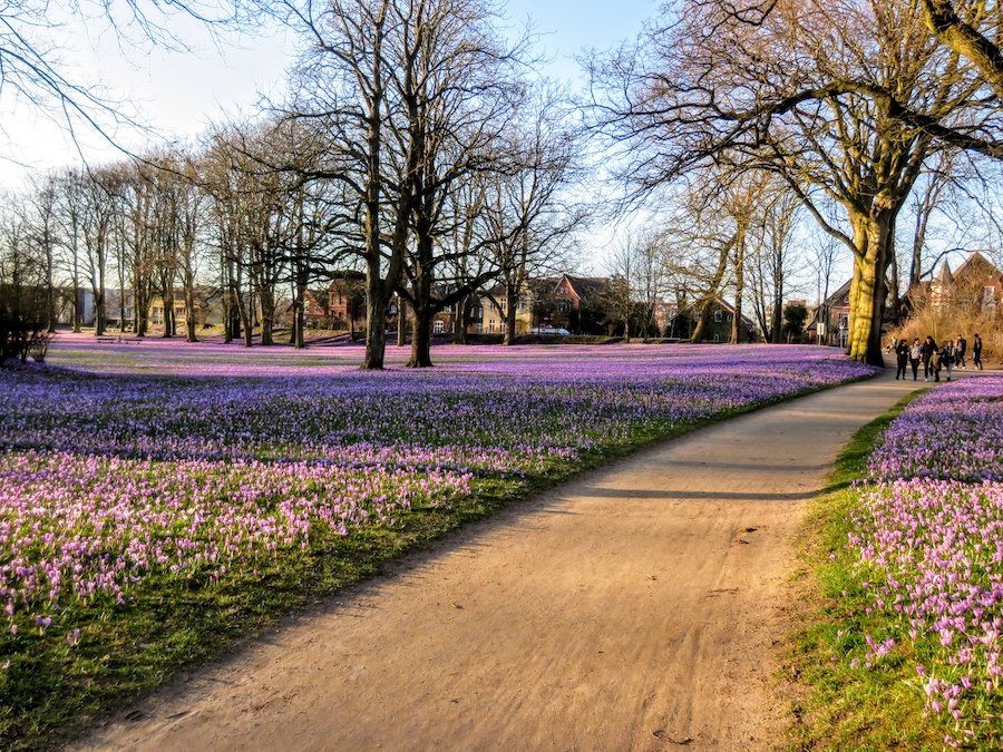 husum-krokusbluten